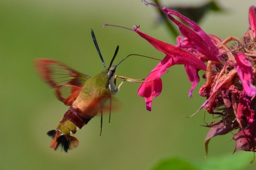Hummingbird Clearwing, photo 3 of 9