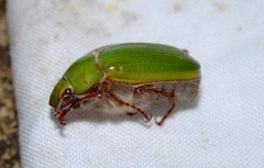 Xylonichus eucalypti