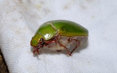 Xylonichus eucalypti