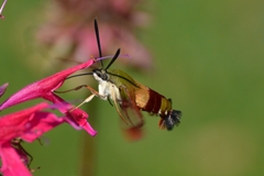 Hemaris thysbe