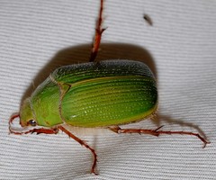 Xylonichus eucalypti