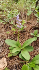 Veronica piroliformis