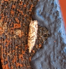 Epinotia subviridis