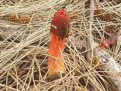 Phallus rubicundus