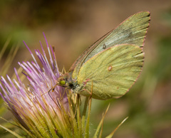 Colias interior