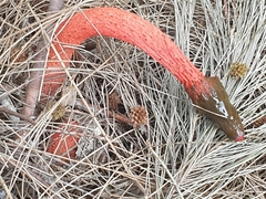 Phallus rubicundus