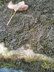 Cinclidotus fontinaloides