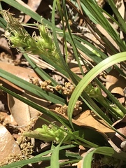 Carex planostachys