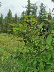 Lonicera caerulea