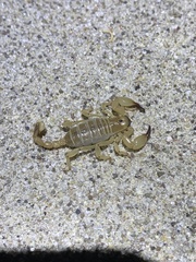 Anuroctonus phaiodactylus