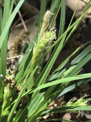Carex planostachys