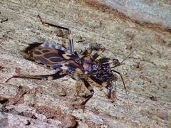 Acanthaspis inermis