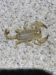 Anuroctonus phaiodactylus
