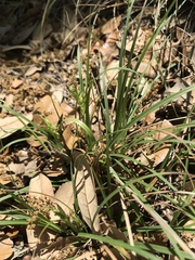 Carex planostachys