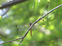 Libellula axilena