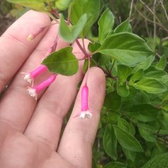 Fuchsia thymifolia