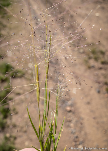 Alkali Muhly