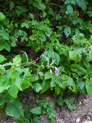 Campanula latifolia