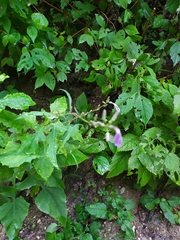 Campanula latifolia