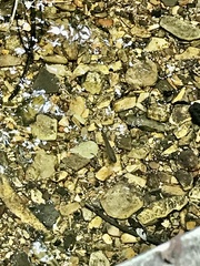 Catostomus occidentalis