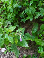 Campanula latifolia