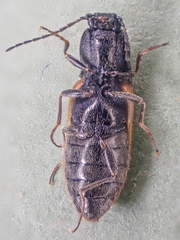 Pseudanostirus