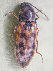Pseudanostirus