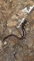 Batrachoseps relictus