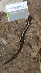 Batrachoseps relictus
