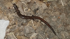 Batrachoseps relictus