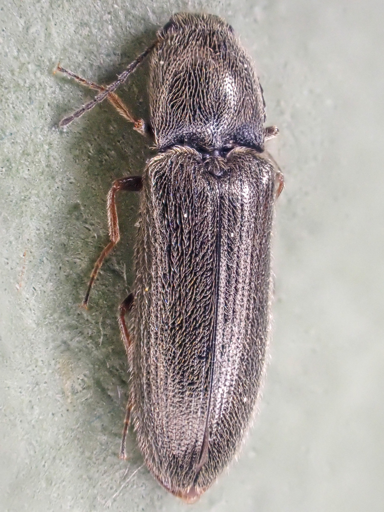 Troublesome Click Beetle