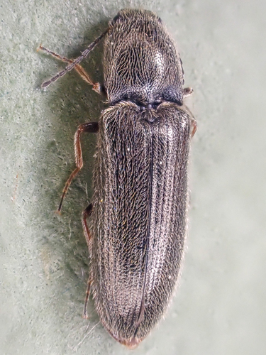 Troublesome Click Beetle