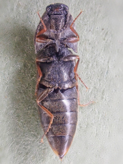 Sericus incongruus