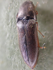 Sericus incongruus