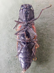 Stropenron nigricollis