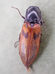 Stropenron nigricollis