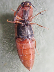 Sericus incongruus