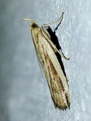 Hypsotropa unipunctella