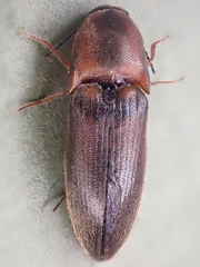 Sericus incongruus