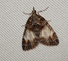 Microdes diplodonta