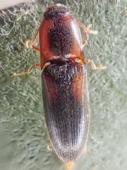 Idolus debilis