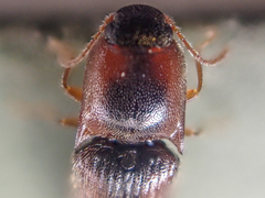 Idolus debilis