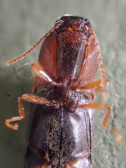 Idolus debilis