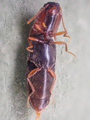 Idolus debilis
