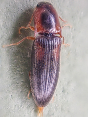 Idolus debilis