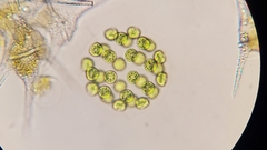 Chlamydomonadales