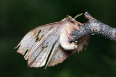 Copaxa multifenestrata