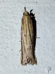 Hypsotropa unipunctella