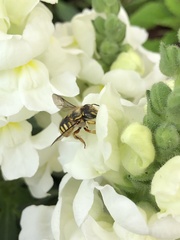 Anthidium manicatum