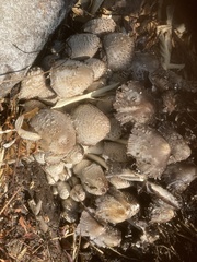 Coprinopsis strossmayeri